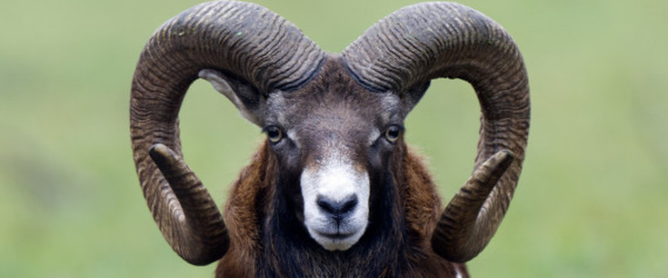 The strength of a ram lies in its horns. It is highly uncommon that a ram would get caught in a thicket by its horns - a ram would likely get caught by its fleece. The ram represents Jesus - He goes into the thicket (represents our curses) headfirst, with His strength when He went to die on the cross for us. The thicket also represents the crown of thorns upon Jesus' head. Any lamb that is offered as a sin offering must be without blemish, therefore the ram could not be caught by its fleece, if not it would be lacerated and bleeding while it struggled to get free. Jesus is our perfect blemish-free, spot-free, once-and-for-all sin offering!