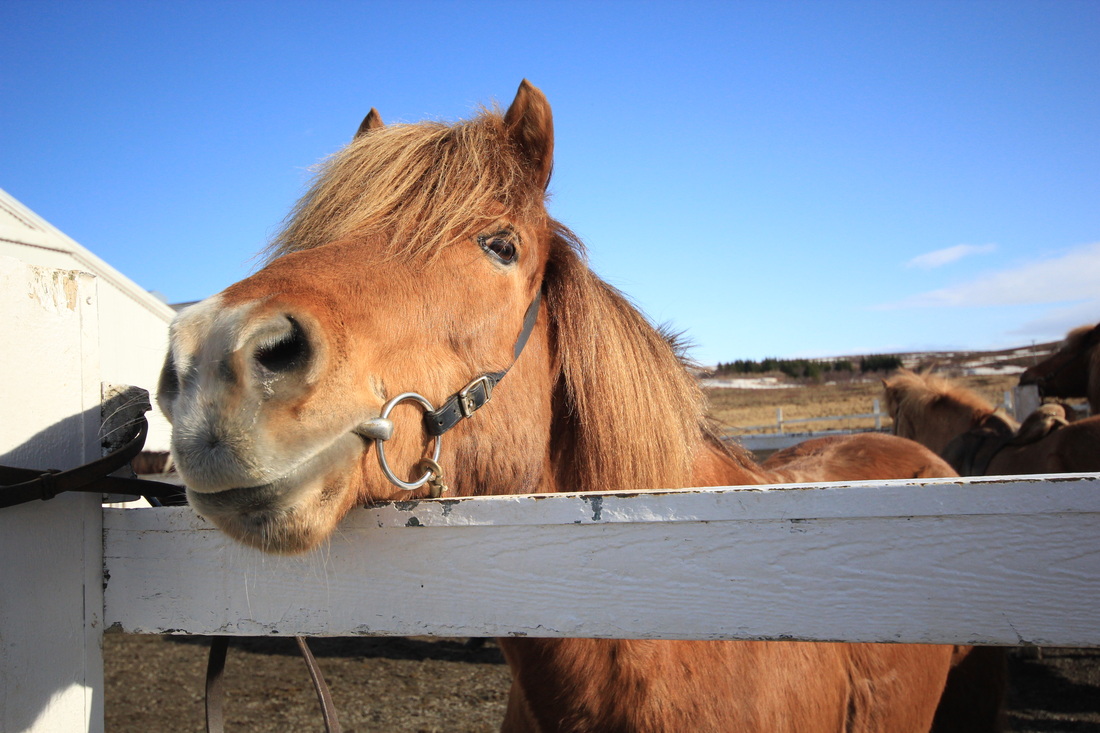 Ride an icelandic horse around the scenic landscape of Reykjavik, Iceland at 