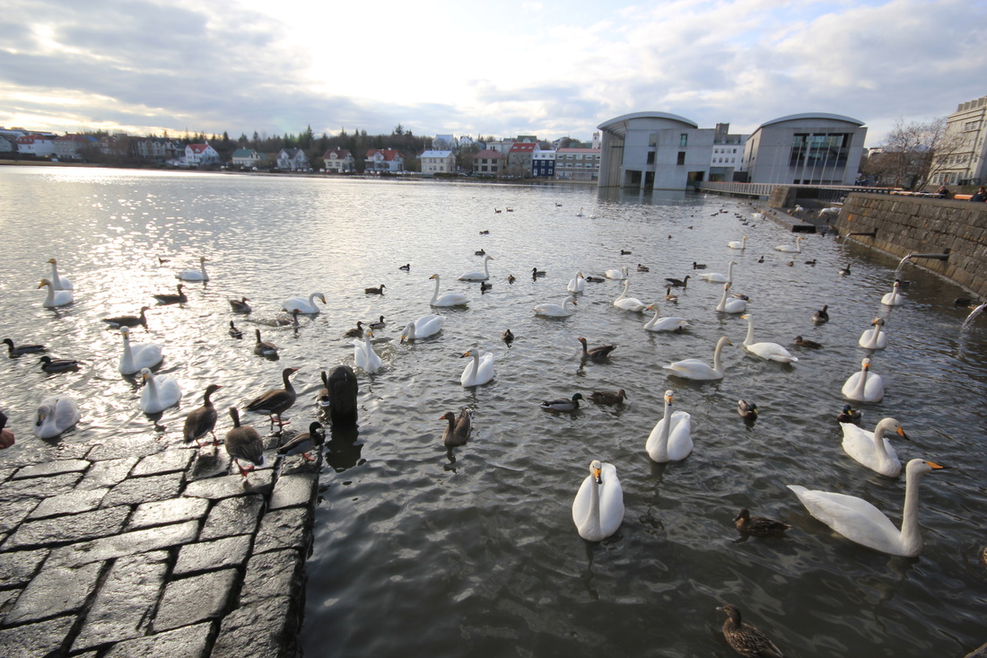 Feed bread to the cute and beautiful birds living at Lake Tjörnin of Reykjavik Iceland!
