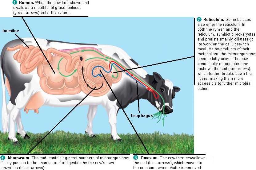 A ruminant (animal with a stomach that has four compartments. Example: cow) chews its food, swallows it, and spits it out again as cud, and swallows it back again, sucking its nutrients and water into the body. This is how you meditate - by feeding on the word over and over again.